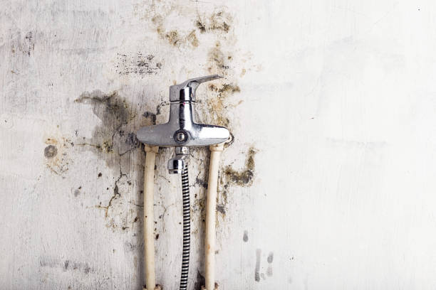 Best Local Mold Removal Service  in Colfax, WA