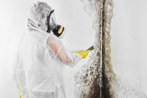 Crawl Space Mold Removal in Colfax, WA