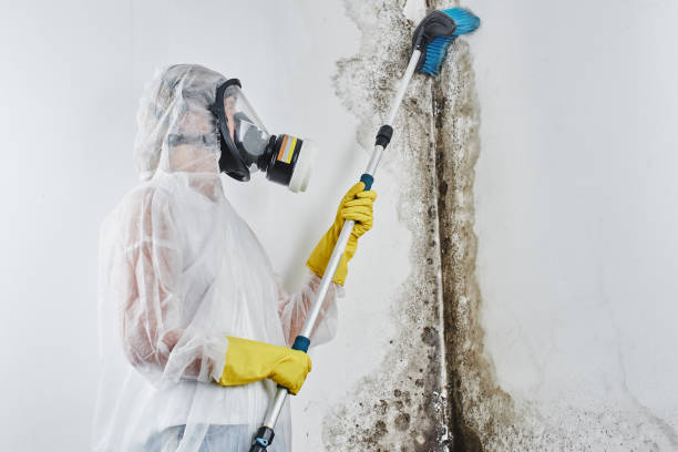 Mold Testing and Removal in Colfax, WA