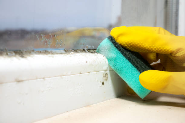 Professional Mold Removal in Colfax, WA