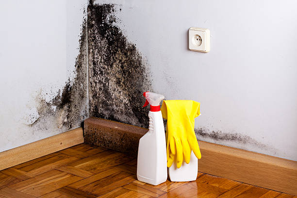 Best Home Mold Removal  in Colfax, WA